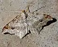 Macaria notata  (Linnaeus, 1758)