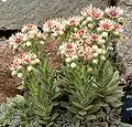 Sempervirum Purdys en fleurs