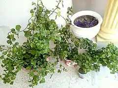 Senecio angulatusSenecio angulatus poussant dans des pots en argile et en plastique sur une véranda.
