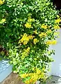 Dans une terrasse de jardin