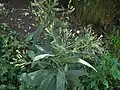 et le Séneçon fausse cacalie (Senecio cacaliaster).