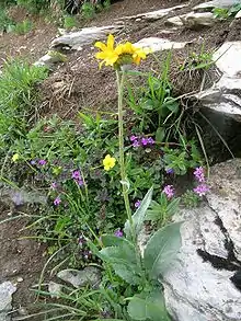 Senecio doronicum, tige florifère