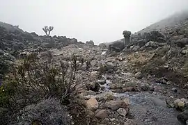 La végétation au niveau de l'étage afro-alpin se fait pauvre et éparse.
