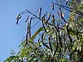 fruit