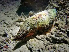 Une seiche (Sepia latimanus)
