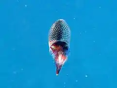 Un jeune calmar de récifs (Sepioteuthis lessoniana)