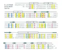 Sur ces séquences comparées on voit que certains résidus sont conservés parmi plusieurs espèces différentes, ces résidus sont alors certainement responsables de l'activité endonucléase, ou du moins y jouent un rôle dans la protéine