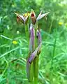 Song of the Small Tongue Orchid (no 34, 2016)