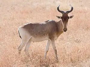 Bubale de Coke au Parc national du Serengeti, en Tanzanie.