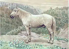 Serko, hongre gris de 1,37 m, à l'âge de 14 ans.