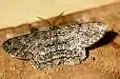 Hypomecis punctinalis  (Scopoli, 1763)
