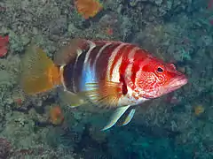 Serranus scriba