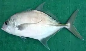 Carangoides dinema