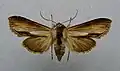 Shargacucullia prenanthis