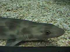 Furgaleus macki.