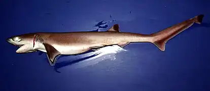 Heptranchias perlo