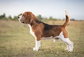 Beagle tricolore.