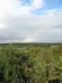 La canopée