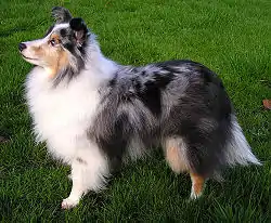 Un Berger des Shetland bleu merle.
