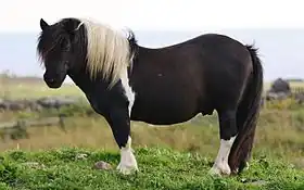 Poney Shetland de robe pie, sur les îles Shetland