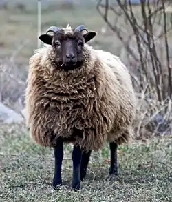 Jeune bélier Shetland « Moorit », de la couleur brune commune à la race