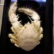 Shinkaia crosnieri.