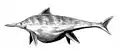 Reconstitution obsolète de Shonisaurus popularis, de forme très arrondie, avec un aileron dorsal et d'une queue en forme de croissant.