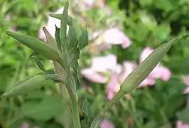 Boutons floraux.