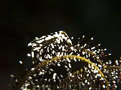 Laomenes cornutus