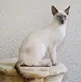 Un  Siamois « lilac point »
