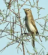 Oiseau perché sur une branche de face et dressé.