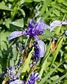 Iris ruthenica - Fleur