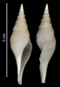Sibogasyrinx sangeri