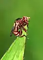 Femelle Sicus ferrugineus
