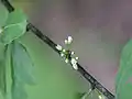 Fleurs