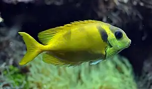 Siganus corallinus (Siganidae)