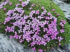 Silene acaulis(Vanoise, France).