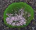 Silene acaulis