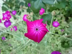Silene coronaria