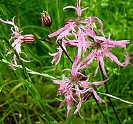 Silene flos-cuculi