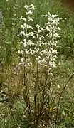 Silene viscosa
