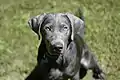 Labrador de couleur silver