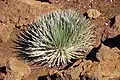 Plante endémique du cratère Haleakalā