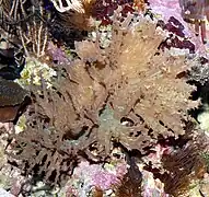 Sinularia dura