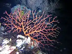 Siphonogorgia sp.