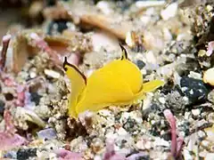 Siphopteron flavum