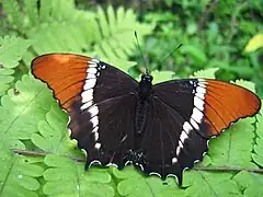 Siproeta epaphus, dessus.