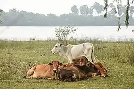 Des veaux en pâture près du lac de retenu (tank ou eri) de Sirudavoor, dans le nord du Tamil Nadu.
