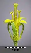 Fleur.