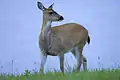 Cerf de Sitka